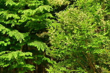 Fontanesia phillyreoides, Hyangseon tree valued for detoxifying and antioxidant effects. Photographed in Korea.