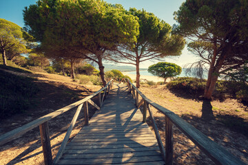 Wooden walkway along the sea and pine trees in a natural park to the sandy Bolonia Dune. Cadiz, Spain