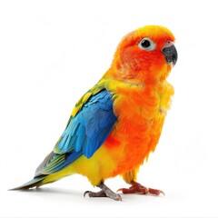 Fototapeta premium Vibrant parrot, bright orange, yellow, and blue plumage, perched on white background