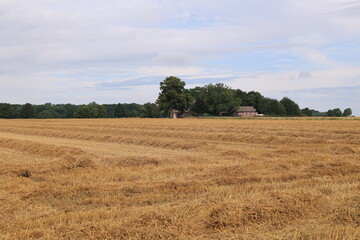 Abgeerntetes Kornfeld in Ahaus
