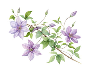watercolor Clematis Branch vector illustration isolated on white background