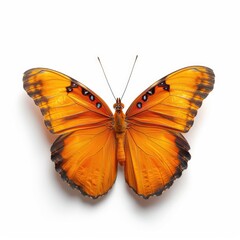 Orange butterfly, wings spread, against white