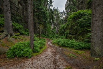 Scenic forest path leading through a lush green canyon surrounded by tall pine trees and moss-covered cliffs. Tranquil natural landscape ideal for hiking and eco-tourism.