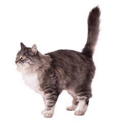 Fluffy Grey Long-Haired Cat Standing with Bushy Tail on White Background

