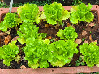 Lettuce Growing in Pot Ready for Harvest – Fresh and Nutritious Salad Ingredient