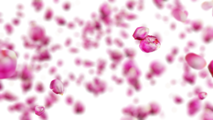 Pink petals gracefully falling on a transparent background