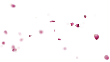 Delicate pink petals scattered on a transparent background