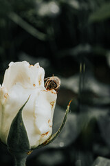 A beautiful flower with a bee