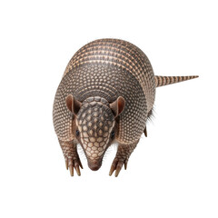 Obraz premium A Mulita armadillo with a distinctive brownish-gray armored shell and tapering tail, isolated on a seamless transparent background with strong contrast. Concept of animal accuracy