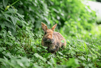 Cute brown rabbit sitting on green grass and eating fresh grass in summer garden