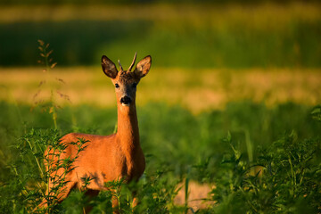 roedeer in the meadow