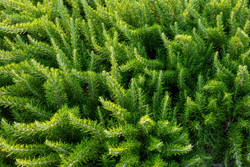 Rosemary texture and background garden herbs