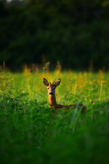roedeer in the meadow