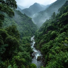Obraz premium Lush valley, misty mountains. Verdant, dense jungle foliage fills a winding valley carved by a stream. Misty, gray-white clouds drape the mountain peaks in the background. A tranquil scene of nature