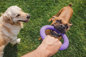 Two playful dogs, a German Boxer and a Golden Retriever, interact with a person holding a purple ring toy on a sunny lawn