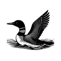 Obraz premium Common Loon Bird Swimming in Water.