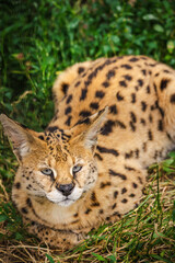 Spotted African serval cat resting calmly in the grass, looking forward with a relaxed and observant expression