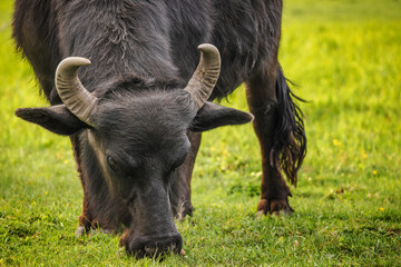 Close-up of a black water buffalo grazing on fresh green grass in a summer pasture