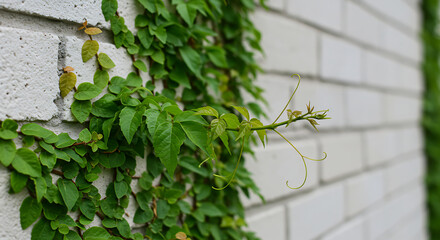 Green vine growing on a white brick wall texture