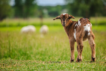 Brown and white baby goat turning its head to look at the camera while standing in a summer pasture