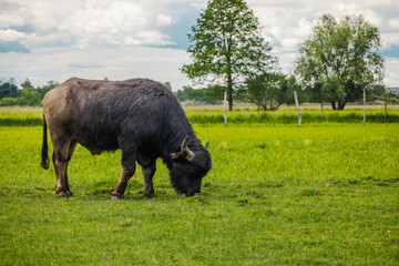 Water buffalo grazing on lush green pasture under cloudy sky on a summer day in the countryside