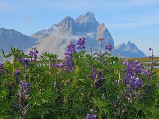 Vestrahorn Strand Island, schwarze Dünen, Naturparadies