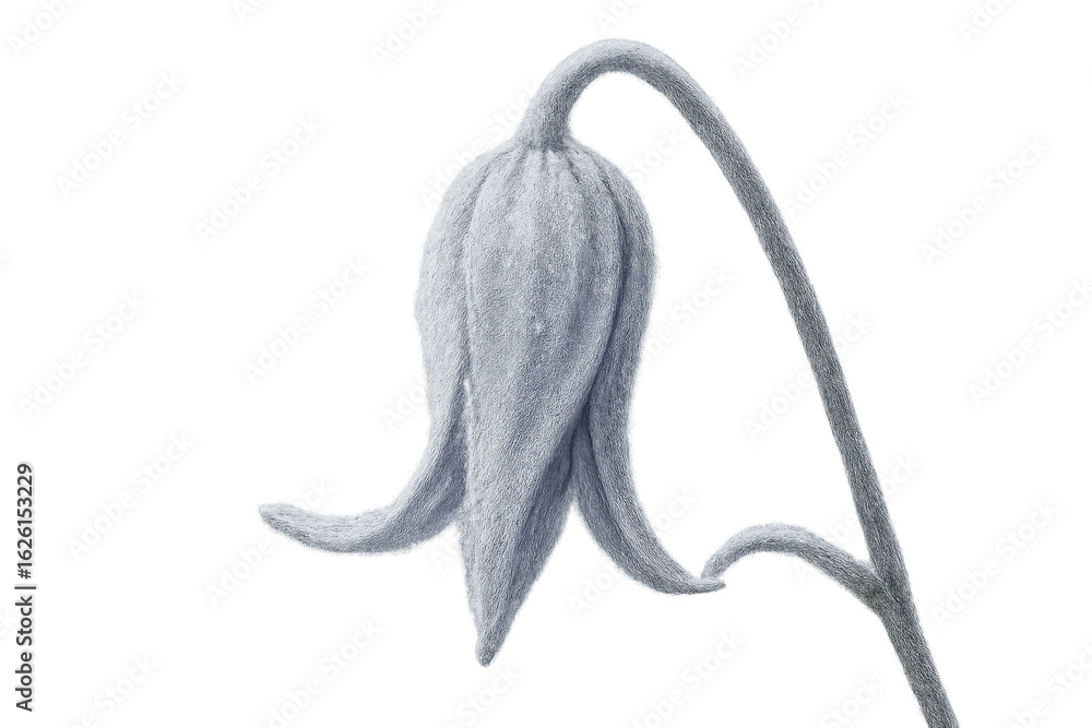 Poster close-up of a fluffy, light gray flower bud bending over, isolated on a transparent background, crea