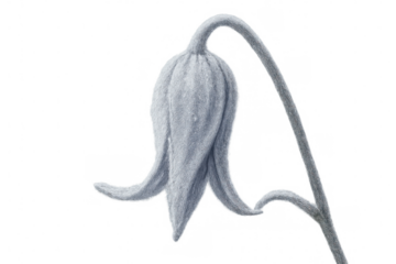 Close-up of a fluffy, light gray flower bud bending over, isolated on a transparent background, creating a soft and delicate image
