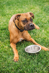 Thirsty brown Boxer dog lying on green grass with a metal water bowl, dripping water from its mouth after drinking
