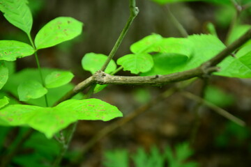 Clematis heracleifolia, Byeongjoheepul leaf with traditional use for detox and anti-inflammatory...