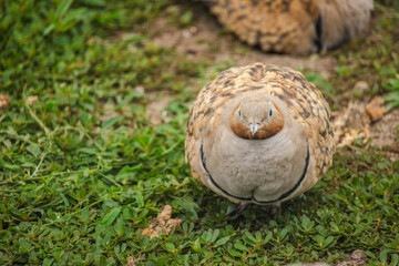 Close-up of a chestnut-bellied sandgrouse resting on green grass with its feathers puffed, facing the camera