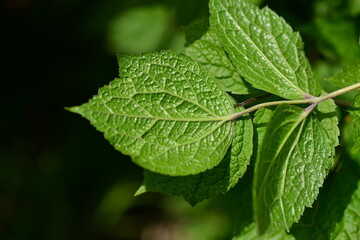 Clematis heracleifolia, Byeongjoheepul leaf with traditional use for detox and anti-inflammatory effects. Photographed in Korea.
