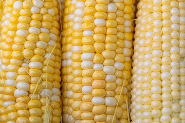 Freshly picked corn on the cob, ready to eat