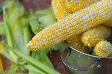 Freshly picked corn on the cob, ready to eat