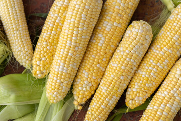 Freshly picked corn on the cob, ready to eat