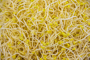 펼쳐진 노란색과 흰색의 콩나물 전체 컷