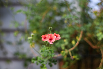 녹색 풀잎 사이에 핀 분홍색 꽃