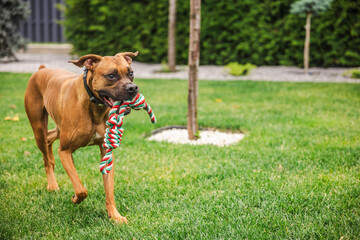 Brown Boxer dog walking on grass with colorful rope toy in mouth, showing playful and energetic behavior outdoors