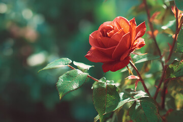 Realistic single red rose bathed in sunlight with warm tones and a lush natural background