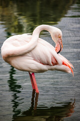 Pink flamingo standing in shallow water on one leg while grooming its feathers with its curved beak