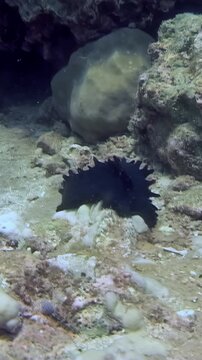 An echinothrix diadema, an inky black sea urchin with long spines, sits motionless near a rocky outcrop in the South China Sea. The creature blends in with the dark surroundings of its reef habitat.