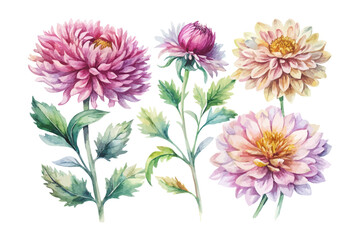 set of watercolor Chrysanthemum Branch vector illustration isolated on white background