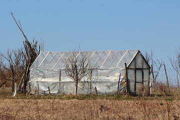 A modest home greenhouse with a pitched roof is sheathed in clear plastic panels, surrounded by...