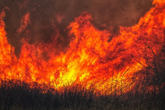 Wildfire in dry vegetation