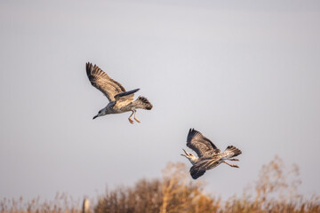 Two seagulls flying above vegetation with wings spread, one bird calling mid-air against a soft sky...