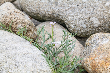 Moss Beach / Spanish Bay Beach, 7-Mile Drive is a scenic road through Pebble Beach and Pacific Grove on the Monterey Peninsula in California. Cakile maritima, sea rocket (Britain and Ireland) 