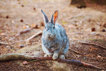 Cute gray rabbit sitting on the ground.