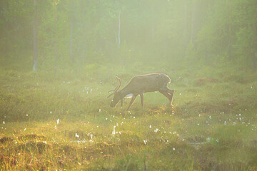 Fototapeta premium Reindeer standing in a mystical foggy forest at sunset.