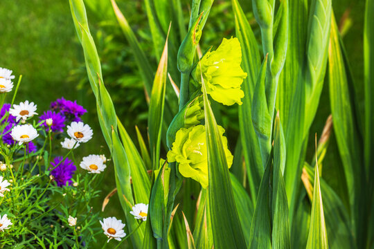 Close up view of yellow gladiolus blooming among green leaves with white and purple daisies in summer garden. Sweden.