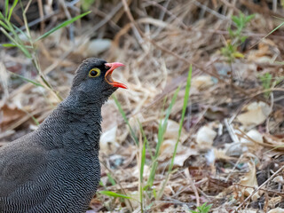 A screaming, cackling red-billed francolin.